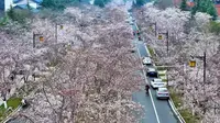 扬州鉴真路的樱花终于开了