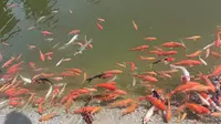 聊城九州洼月季公园