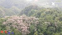 旅拍广西崇左大连城景区