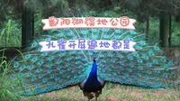 0元畅游鄱阳湖湿地公园，太爽了吧！这里孔雀开屏遍地都是！你敢信？