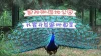 0元畅游鄱阳湖湿地公园，太爽了吧！这里孔雀开屏遍地都是！你敢信？