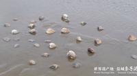 世界遗产地 盐城东台条子泥