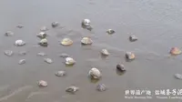 世界遗产地 盐城东台条子泥