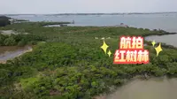 【航拍】湛江特呈岛沿海红树林