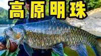 高原明珠—大理海洋世界的云南原生鱼【御灵苑 觅迹拾锦】￼