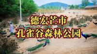 德宏芒市孔雀谷森林公园