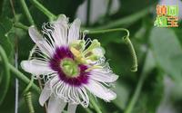 【镇园植宝】贵州省植物园“镇园植宝”——百香果