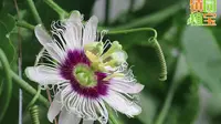 【镇园植宝】贵州省植物园“镇园植宝”——百香果