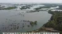 解读：你所不知道的湛江红树林