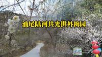 中国青梅之乡，汕尾陆河共光世外梅园，香雪之约