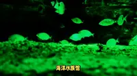 重庆鎏嘉码头旅游攻略