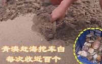 汕头南澳青澳湾赶海，本地人都常去，每次收获近百个车白贝