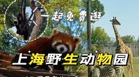 长视频Vlog | 30岁免门票，一起沉浸式逛上海野生动物园｜5A级景区的动物园都有什么？