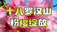 粉色樱花的海洋，广州南沙十八罗汉山