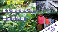 【森林】【植物】【蓝天】【民国建筑】—雅安张家山