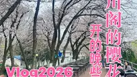 我每年都会去晴川阁看樱花