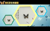 黑龙江春红昆虫博物馆