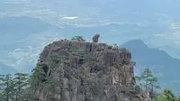 我来到了小学课本上的《猴子观海》