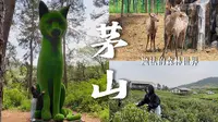 【茅山森林世界】常州周边放松游｜去喂喂鹿 开开烧烤趴 采采茶｜风景还可以的～