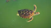 一起来看看湛江硇洲岛的海龟城里都有哪些小动物吧
