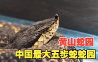 中国最大五步蛇蛇园，探访黄山蛇园