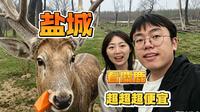 震撼！盐城，看麋鹿100公里来回居然只要5块钱！