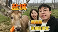震撼！盐城，看麋鹿100公里来回居然只要5块钱！
