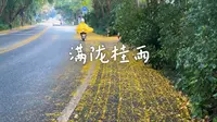 准备好去满觉陇看一场金色桂雨了吗？