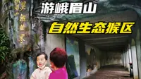 陪着孩童认世界，游峨眉山自然生态猴区，最美风景在路上