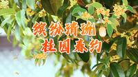 《享福游》三明清流中华桂花文化园