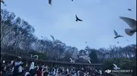 南京音乐台看鸽子#大疆Pocket3