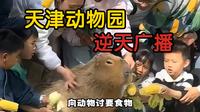 天津动物园: 迟早要禁止游客向动物讨要食物！