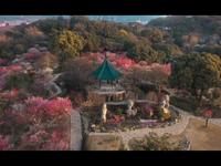 #无锡梅园#荣氏梅园 #无锡梅园寻寻觅觅寻宝藏 梅园顾步春风，惊一场梅花清梦～