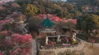 #无锡梅园#荣氏梅园 #无锡梅园寻寻觅觅寻宝藏 梅园顾步春风，惊一场梅花清梦～