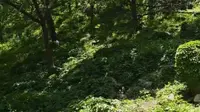 闯入东御道的绿野仙踪🌿满目层叠绿意，山林清风作伴，赴一场泰安的森林之约。