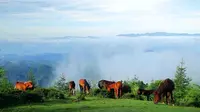 23°的曾家山，川北避暑圣地。