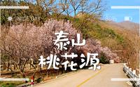 【短片·泰安】泰山桃花源景区/3/风景拍摄/自制vlog/自然风景