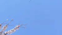 威海春天——海悦路樱花大道。