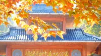 12月中下旬一定要去这个地方 | 百色德保红叶森林公园 | 南宁周边一日游