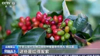 CCTV开年就点赞保山精品小粒咖啡在保山潞江坝的小粒咖啡种植带还有全球独一无二的咖啡庄园群咖文旅融合 让你阅尽咖色 品尽咖味 享尽咖啡生活