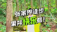 张家界国家森林公园西门进| 徒步杨家界直上乌龙寨
