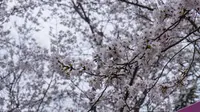 扬州，扬州鉴真大道，扬州樱花大道，樱花开了