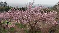 [自驾]春日赏花正当时，再到青白江客家杏花村