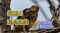 【长沙观鸟】岳麓山观鸟路线&长沙秋季观猛点指南！