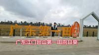 广东江门台山都斛镇广东第一田向日葵