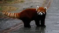 淹城动物园，小熊猫馆随便转转