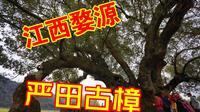 【江西婺源】严田古樟景区