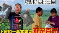 买到生态大树茶价格便宜超出想象 大渡岗万亩茶园结识茶农唐大哥