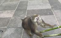 峨眉山的猴子有多霸道，遇仙寺被野猴“偷袭”，能被它得逞吗？