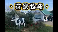 【牧场观光】衢江区高家镇荷鹭牧场#模拟挤奶#真牛挤奶#机器挤奶#直播挤奶，可以没赶上时间，没有看到真牛挤奶，好农场，下次可以来～